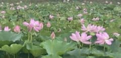 古代蓮の種 8粒のサムネイル