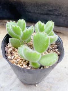 熊童子③ 多肉植物 抜き苗のサムネイル