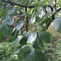 無農薬 柿の葉っぱ 鹿児島県産 100枚のサムネイル