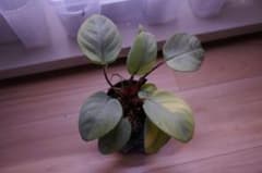 T*Z様 本タグつき　Homalomena sp.銀甲冑 -HW 【HW1223のサムネイル