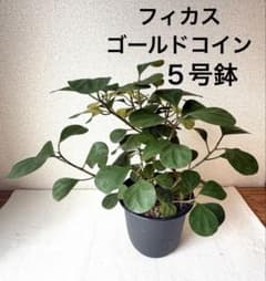 フィカス ゴールドコイン コバンボダイジュ 5号鉢 観葉植物 - メルカリ