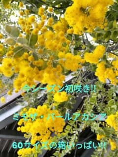 今シーズン初咲き!!　フレッシュ　ミモザ　パールアカシア　60サイズのサムネイル