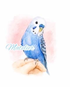 水彩画　原画　セキセイインコの絵　癒し　鳥の絵　インコのサムネイル