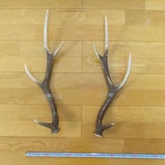 鹿の角のサムネイル