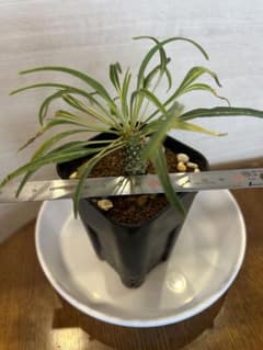 ユーフォルビア ハドラマウチカ euphorbia hadramautica g64