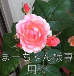 まーちゃん様専用☆のサムネイル