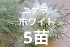 ニゲラ 5苗 - メルカリ