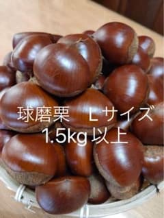 球磨栗 Lサイズ　生栗　無農薬　国産　栗　熊本県　球磨郡産　1.5kg以上のサムネイル