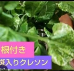 根付きクレソン斑入りのサムネイル