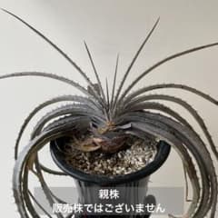 Dyckia pottiorum (White form) ディッキア - メルカリ