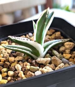 コメント必須【極上☆美株】アガベ氷山☆匿名配送鉢ごと発送 - メルカリ