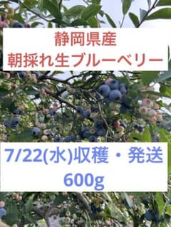 【静岡県産・無農薬】生ブルーベリー 600gのサムネイル