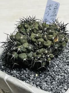 GW SALE✨現物①点限り✨超激レア✨黒棘 デュラ接降群生 コピアポア