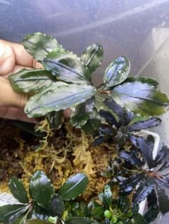 Bucephalandra sp.アテナブルーのサムネイル
