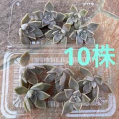 多肉植物 朧月　10株カットのサムネイル