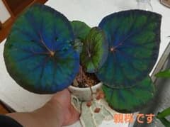 ワ*バ様 ベゴニア フォレストキングダム(深林×pavonina)のサムネイル