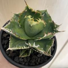 アガベオテロイ　BGSA-002ゼロツー親株　子株付き Agave BGSA-002 子株 ゼロツー - メルカリ