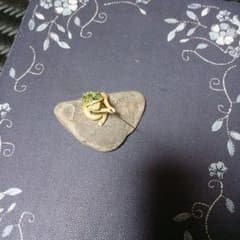 董古 恵比寿 鯛乗り 酒器 急須 置物 インテリア 工芸品 美術品 A2665