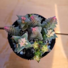 茜の塔錦 4のサムネイル