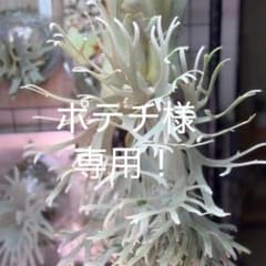 速達！P.willinckii Frosty Maiden Spore 03 速達！P.willinckii Frosty Maiden Spore 03 - メルカリ