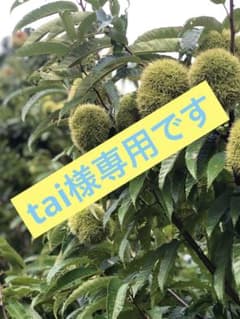 貯蔵栗のサムネイル