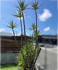 大型なユッカ エレファンティペス約3メートル - メルカリ