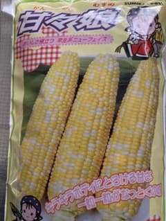 とても甘くて美味しい甘々娘（カンカンムスメ）の種子…300粒！のサムネイル