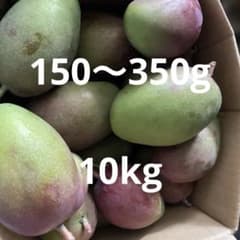 摘果マンゴー　150〜350g 10kgのサムネイル