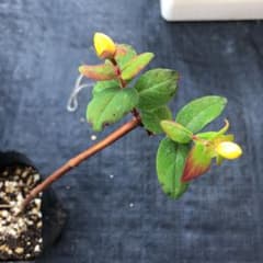 ピペリカム　挿木のサムネイル