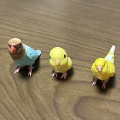 インコ フィギュア 3種セットのサムネイル