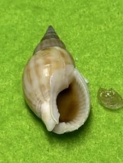 貝(沖縄の青い海の宝) ホラ貝蓋付 貝殻標本(沖縄の青い海の宝) カゲロウヨフバイ蓋付 - メルカリ