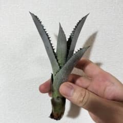 m89018014975_1.jpg?1689166472