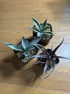 アガベ　アメリカーナ　ノーマル&斑入り　ディッキア子株セットのサムネイル