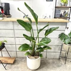 【鉢セット♥バランス良し】ストレリチア オーガスタ ストレチア 3株 鉢セット♥バランス良し】ストレリチア オーガスタ ストレチア 3株