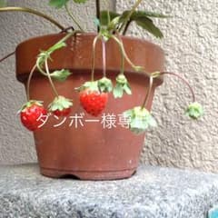 ダンボー様専用のサムネイル