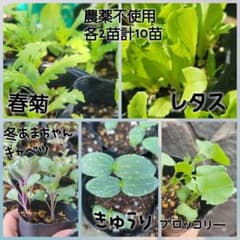 農薬不使用 野菜苗 各5株 10苗セット - メルカリ