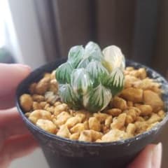 GW特価!!】水中月錦 糊斑 オブツーサ オブツーサ錦 ハオルチア