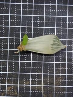 GWセール！【白蛇伝】葉挿し 大サイズ発芽＆発根済み！ - メルカリ
