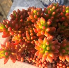 多肉植物  虹の玉 カット苗のサムネイル