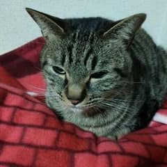 なお様専用のサムネイル