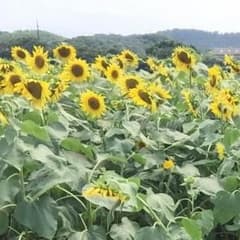 いく様 専用のサムネイル