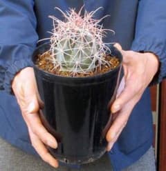 現品】サボテン・フェロカクタス・鯱頭（しゃちがしら）5号 MIO番