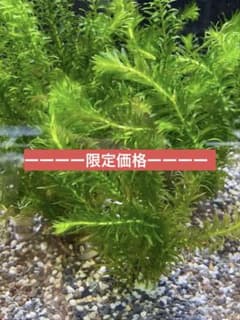【専用ページ】天然 アナカリス、1000本【超メルカリ市価格】 アナカリス100本セット 6月16日まで限定価格 - メルカリ