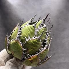 アガベ ホリダ 極上株 極上強刺 Agave horrida 球状株 - メルカリ
