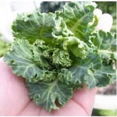 美味しい野菜苗 プランター栽培にも♪プチヴェール2苗のサムネイル