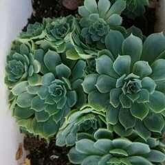 多肉植物-2 抜き苗  10㎝以上1苗のサムネイル
