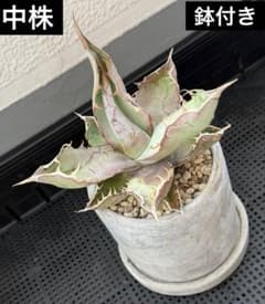 中株 鉢付き アガベ チタノタブルー メルカリ便 - メルカリ