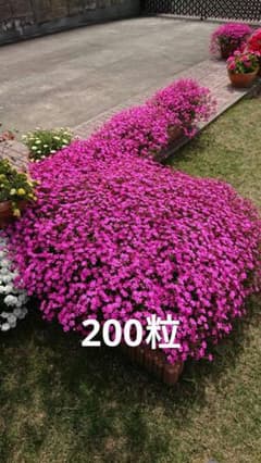 お花の種　200粒　シレネ　ピンクパンサーのサムネイル