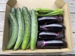 朝採れ夏野菜 おまかせミニセット｜宅急便コンパクト｜岩手県産のサムネイル