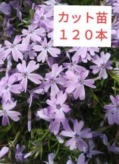 山野草 芝桜 紫のカット苗 120本 - メルカリ